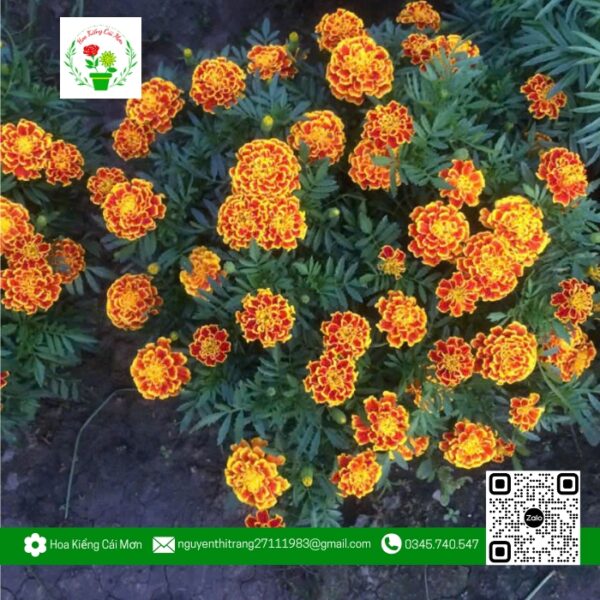 Hoa Cúc Thọ Bông Mặt Cọp (1 Cặp) - Hoa Kiểng Cái Mơn 1