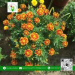 Hoa Cúc Thọ Bông Mặt Cọp (1 Cặp) - Hoa Kiểng Cái Mơn