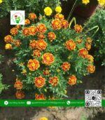 Hoa Cúc Thọ Bông Mặt Cọp (1 Cặp) - Hoa Kiểng Cái Mơn