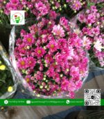 Hoa Cúc Tím - Hoa Kiểng Cái Mơn 1