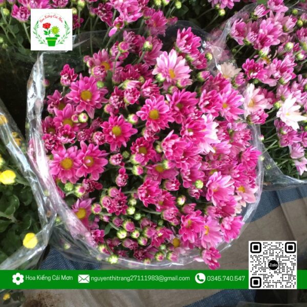 Hoa Cúc Tím - Hoa Kiểng Cái Mơn 1
