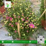 Hoa Cúc Tím - Hoa Kiểng Cái Mơn