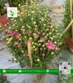 Hoa Cúc Tím - Hoa Kiểng Cái Mơn