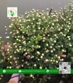 Hoa Cúc Tím - Hoa Kiểng Cái Mơn 2