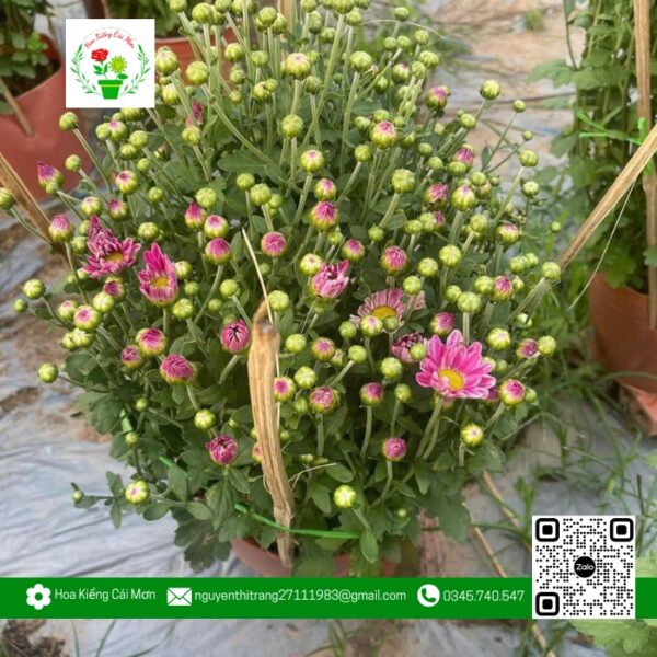 Hoa Cúc Tím - Hoa Kiểng Cái Mơn