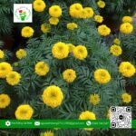 Hoa Cúc Vạn Thọ - Hoa Kiểng Cái Mơn 1