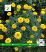 Hoa Cúc Vạn Thọ - Hoa Kiểng Cái Mơn 1