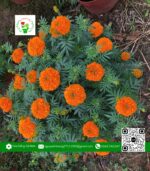 Hoa Cúc Vạn Thọ - Hoa Kiểng Cái Mơn