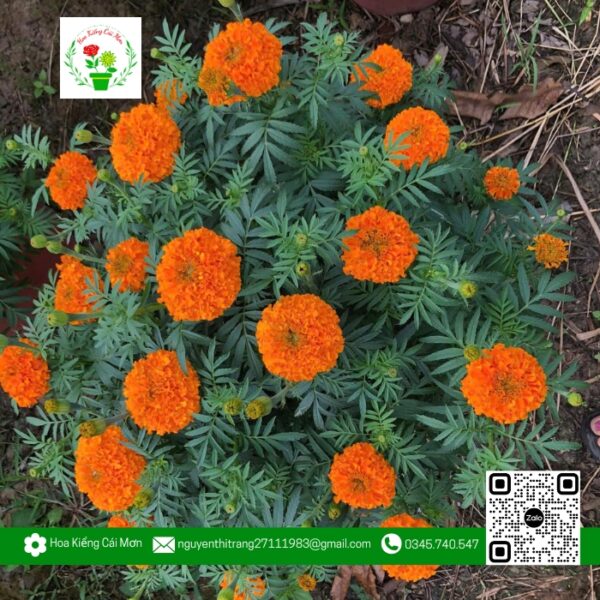 Hoa Cúc Vạn Thọ - Hoa Kiểng Cái Mơn
