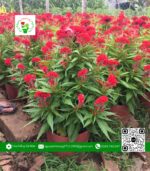 Hoa Mào Gà | Hoa Kiểng Cái Mơn 1