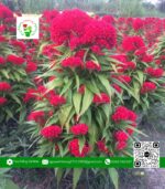 Hoa Mào Gà | Hoa Kiểng Cái Mơn