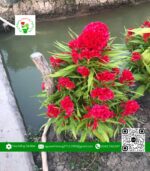 Hoa Mào Gà | Hoa Kiểng Cái Mơn 2