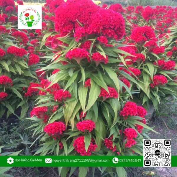 Hoa Mào Gà | Hoa Kiểng Cái Mơn