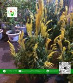 Hoa Mào Gà Phụng Vỹ - Hoa Kiểng Cái Mơn 1