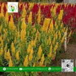 Hoa Mào Gà Phụng Vỹ - Hoa Kiểng Cái Mơn