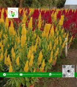 Hoa Mào Gà Phụng Vỹ - Hoa Kiểng Cái Mơn