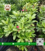 Hoa Sứ Thái (Hoa Kép) - Cửa Hàng Cây Giống Chợ Lách 1