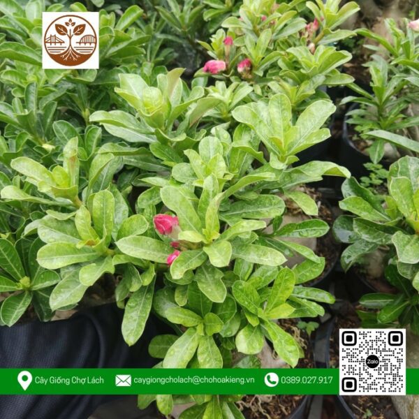 Hoa Sứ Thái (Hoa Kép) - Cửa Hàng Cây Giống Chợ Lách 1