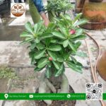 Hoa Sứ Thái (Hoa Kép) - Cửa Hàng Cây Giống Chợ Lách