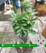 Hoa Sứ Thái (Hoa Kép) - Cửa Hàng Cây Giống Chợ Lách
