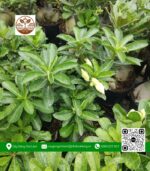 Hoa Sứ Thái (Hoa Kép) - Cửa Hàng Cây Giống Chợ Lách 2