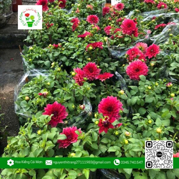 Hoa Thược Dược - Hoa Kiểng Cái Mơn