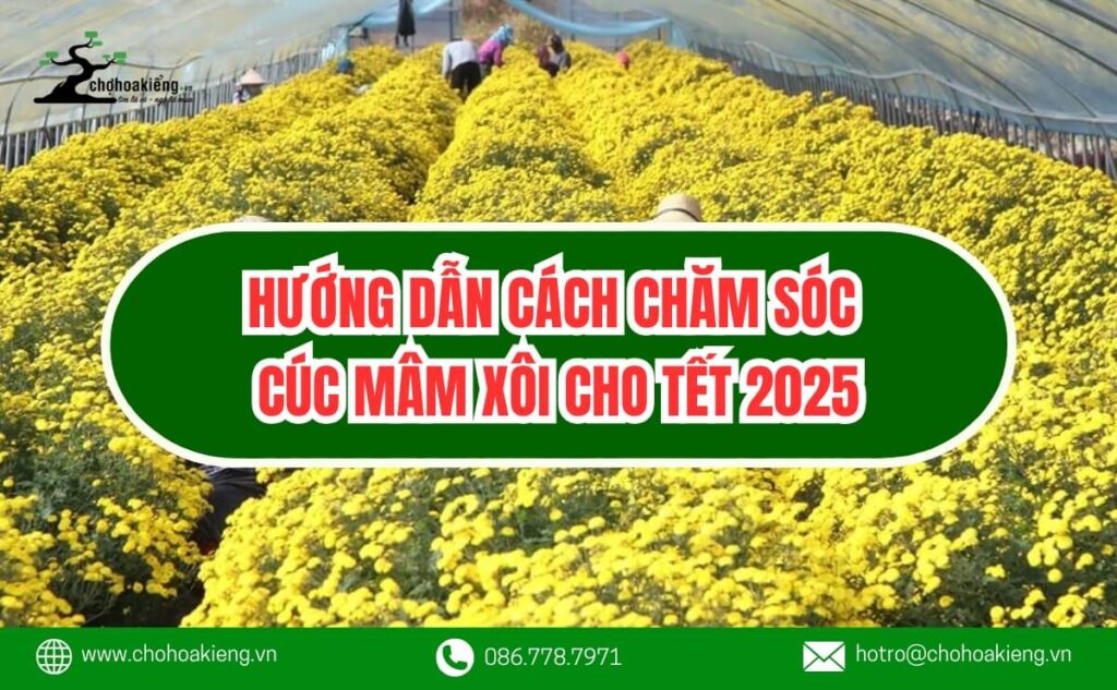 Hướng Dẫn Cách Chăm Sóc Cúc Mâm Xôi Cho Tết Nguyên Đán 2025 - Chợ Hoa Kiểng 6