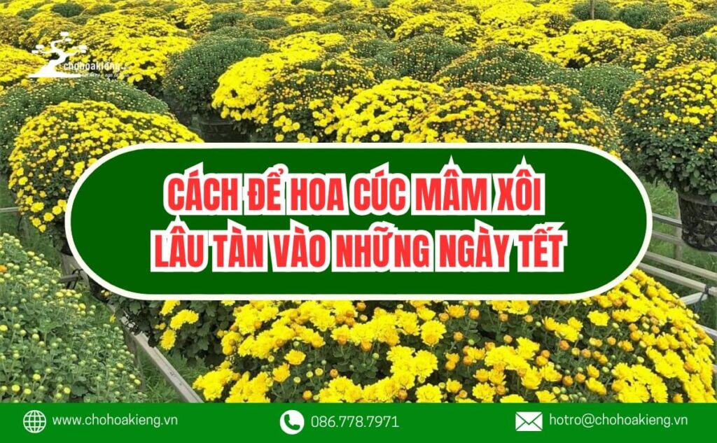 Làm Thế Nào Để Hoa Cúc Mâm Xôi Lâu Tàn Vào Những Ngày Tết? - Chợ Hoa Kiểng 6