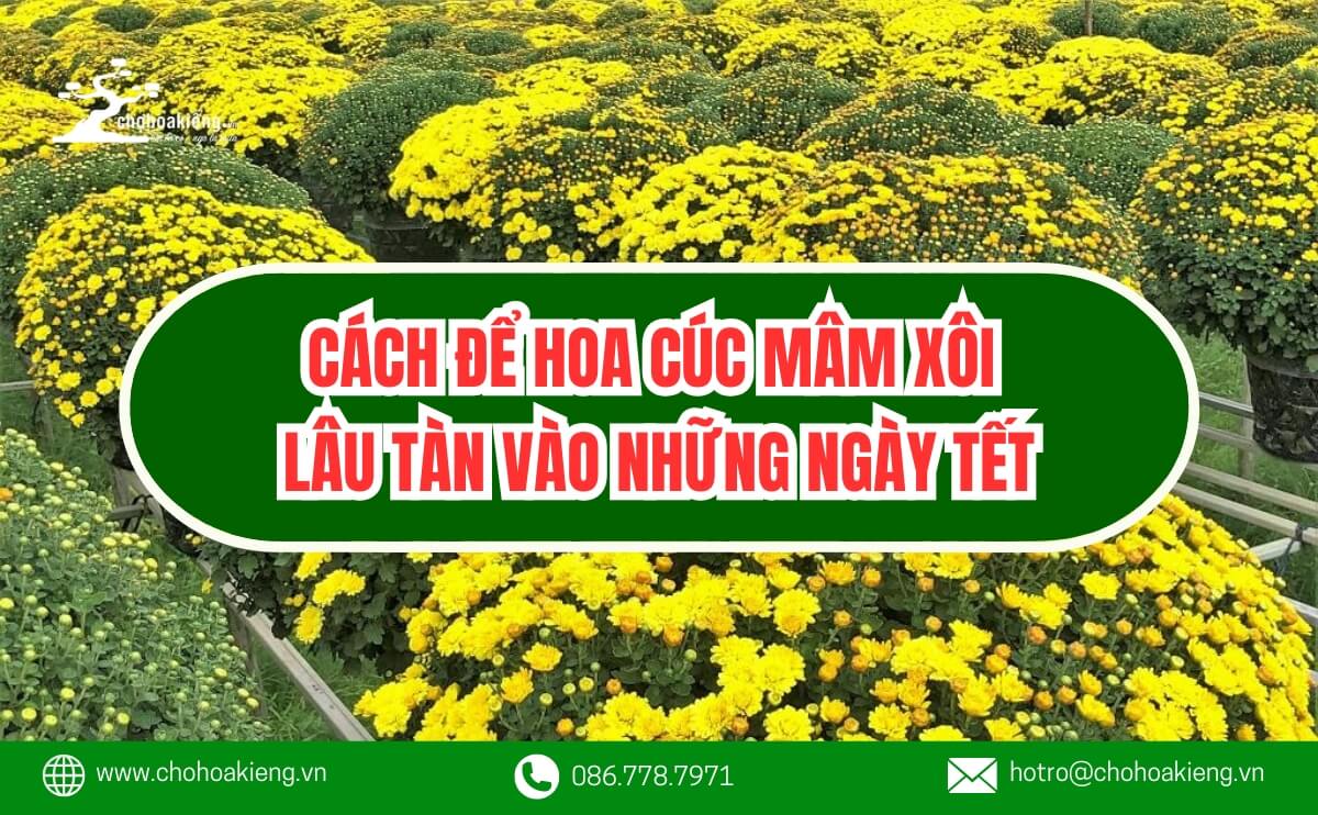 Làm Thế Nào Để Hoa Cúc Mâm Xôi Lâu Tàn Vào Những Ngày Tết? - Chợ Hoa Kiểng 6