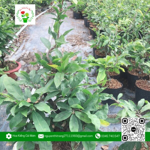 Mai Chậu 2 Cao 4 Tất Bao Nụ Tết - Hoa Kiểng Cái Mơn 1