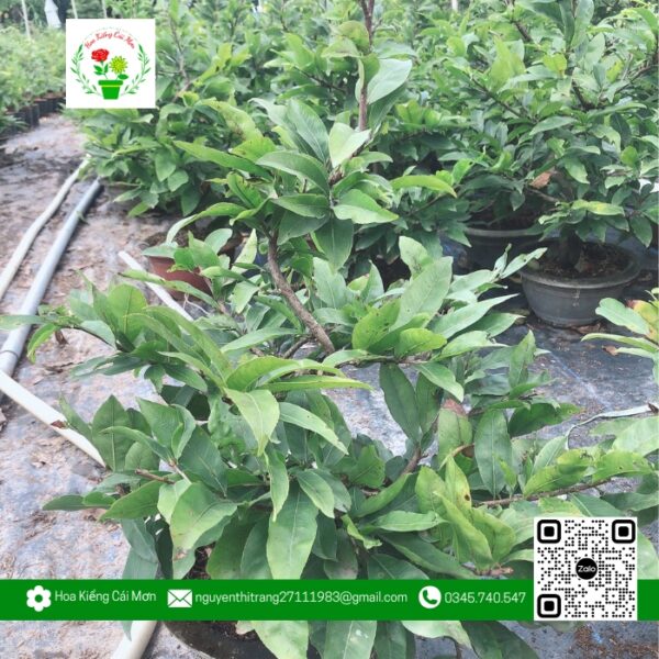 Mai Chậu 2 Cao 4 Tất Bao Nụ Tết - Hoa Kiểng Cái Mơn