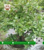 Mai Ghép Giảo Thủ Đức - Cây Giống Chợ Lách 1