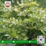 Mai Ghép Giảo Thủ Đức - Cây Giống Chợ Lách 2