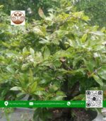 Mai Ghép Giảo Thủ Đức - Cây Giống Chợ Lách 2