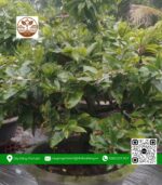 Mai Ghép Giảo Thủ Đức - Cây Giống Chợ Lách