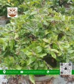 Mai Ghép Giảo Thủ Đức - Cây Giống Chợ Lách 3