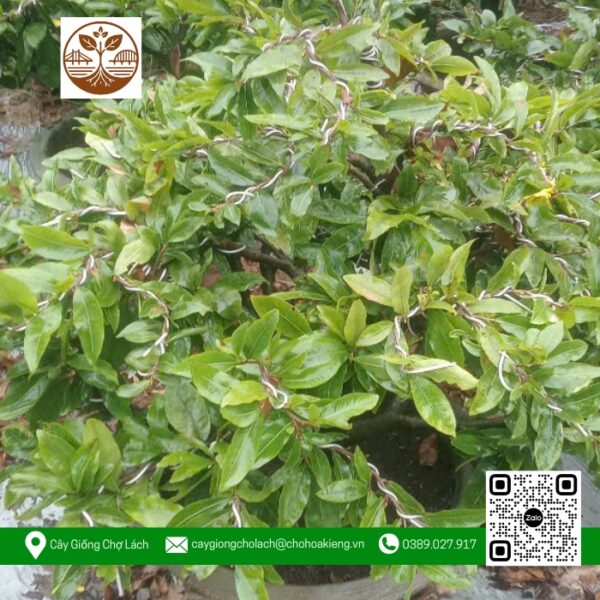 Mai Ghép Giảo Thủ Đức - Cây Giống Chợ Lách 3