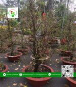 Mai Tàng Đủ Kích Thước - Hoa Kiểng Cái Mơn