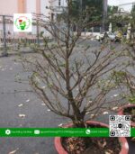 Mai Tàng Đủ Kích Thước - Hoa Kiểng Cái Mơn 2