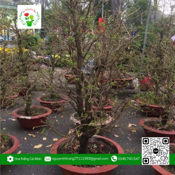 Mai Tàng Đủ Kích Thước - Hoa Kiểng Cái Mơn