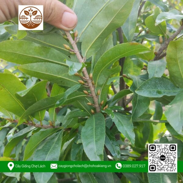 Mai Tàng Trung - Cửa Hàng Cây Giống Chợ Lách 1