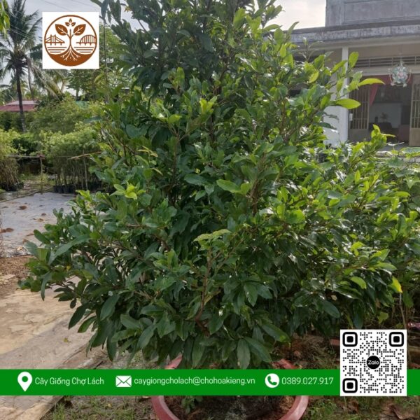 Mai Tàng Trung - Cửa Hàng Cây Giống Chợ Lách