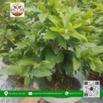 Mai Vàng Chậu 2.5 - Cửa Hàng Cây Giống Chợ Lách 4