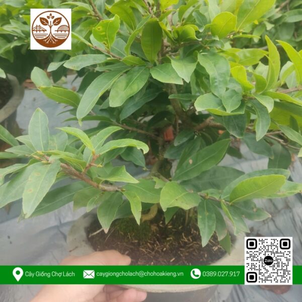 Mai Vàng Chậu 2.5 - Cửa Hàng Cây Giống Chợ Lách