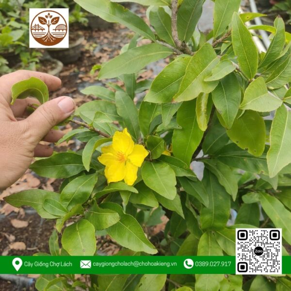 Mai Vàng Chậu 2 - Cửa Hàng Cây Giống Chợ Lách 2