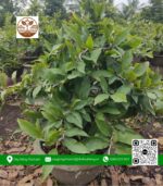 Mai Vàng Chậu 3 - Cửa Hàng Cây Giống Chợ Lách 1