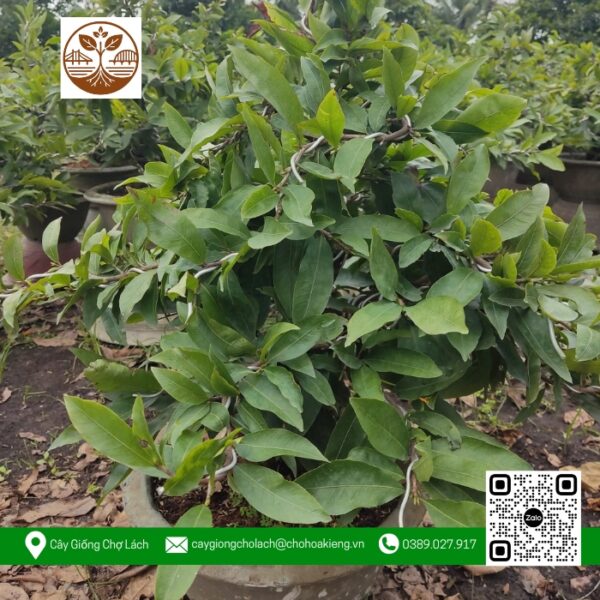 Mai Vàng Chậu 3 - Cửa Hàng Cây Giống Chợ Lách 1