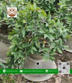 Mai Vàng Chậu 3 - Cửa Hàng Cây Giống Chợ Lách