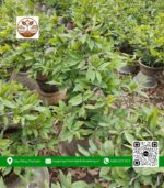 Mai Vàng Chậu 3 - Cửa Hàng Cây Giống Chợ Lách 2