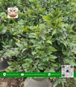 Mai Vàng Chậu 3 - Cửa Hàng Cây Giống Chợ Lách 3